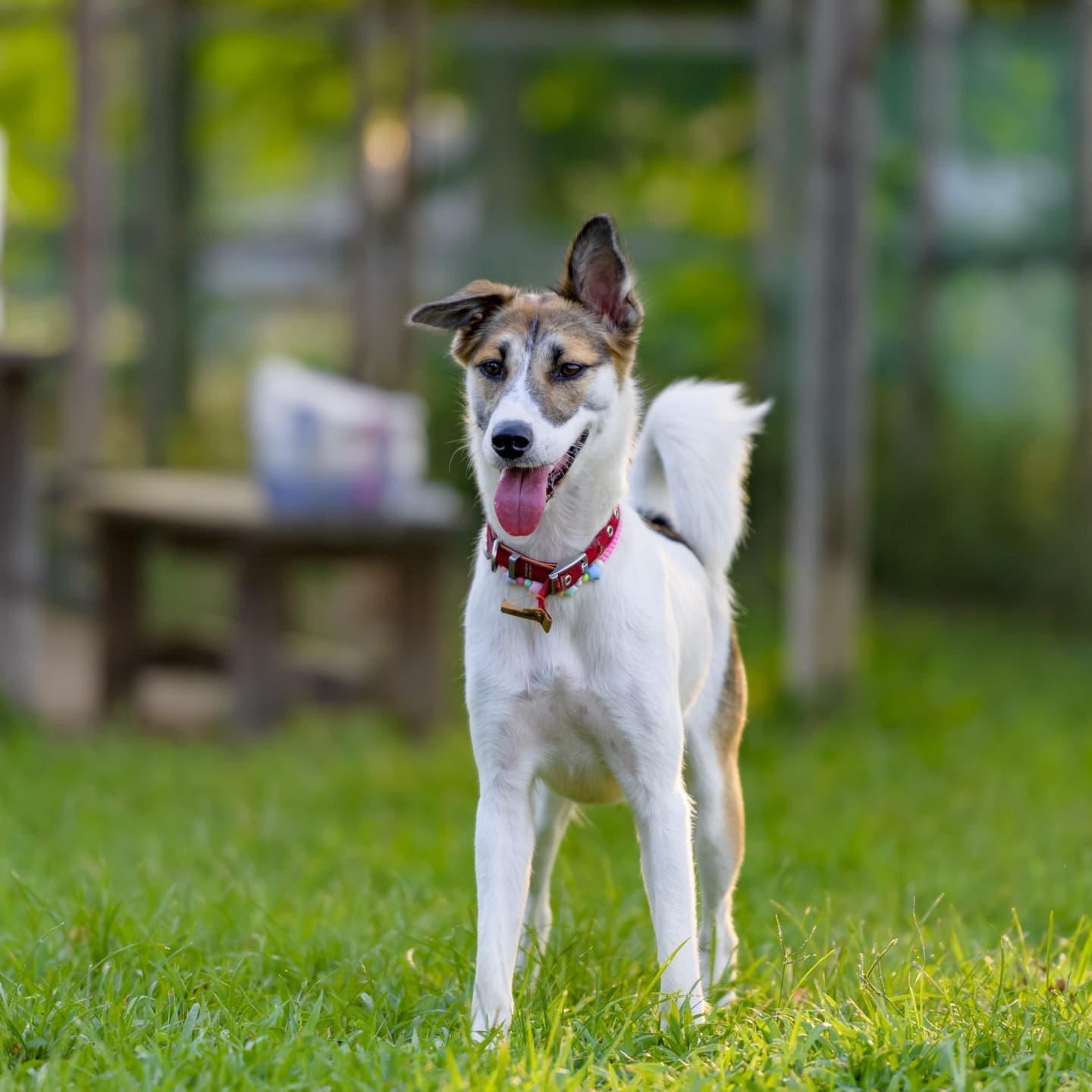 コテージのドッグラン