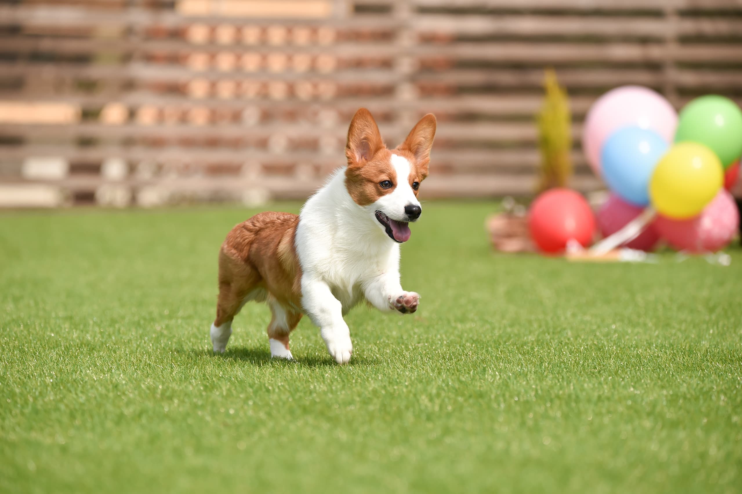 ドングラン（冬季はお休み）